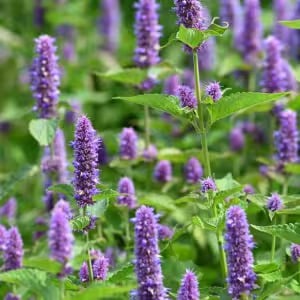 Genesis Revival Ingredients 4